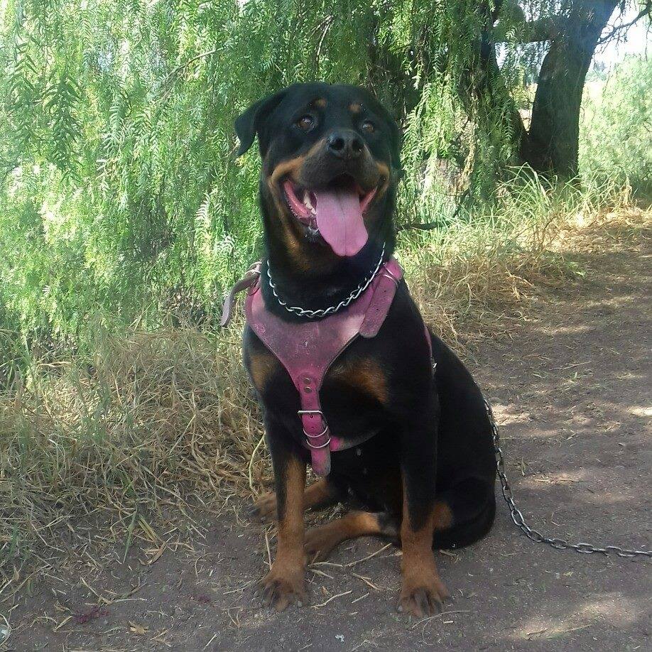 Rottweiler - mexico
