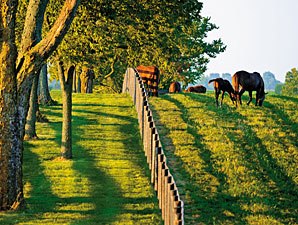 Razorback Ranch