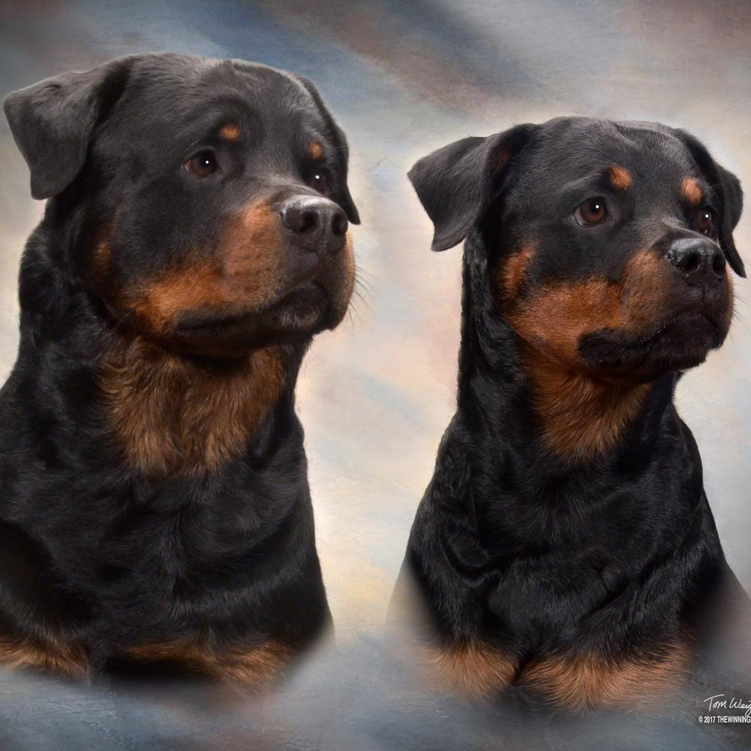 Stone Creek Rottweilers | Roseville CA