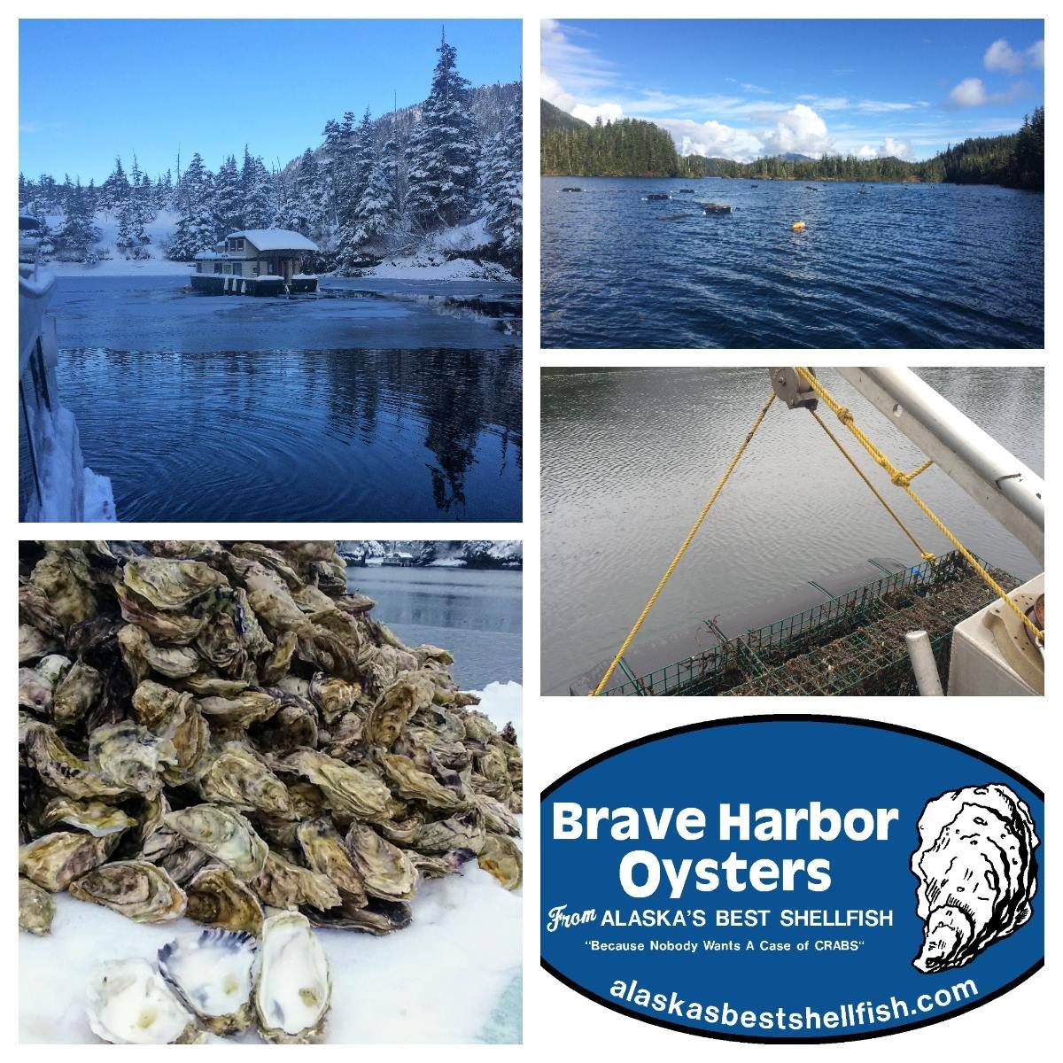 Alaska's Best Shellfish - Brave Harbor Oysters | Seward AK