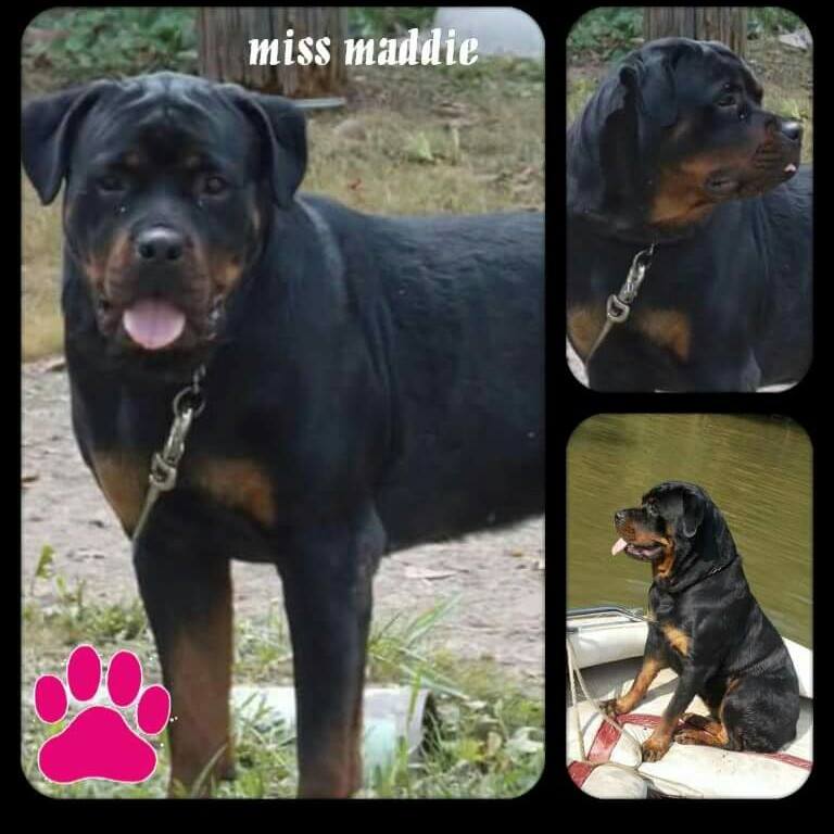 Looking for a full blooded German rottweiler breeder