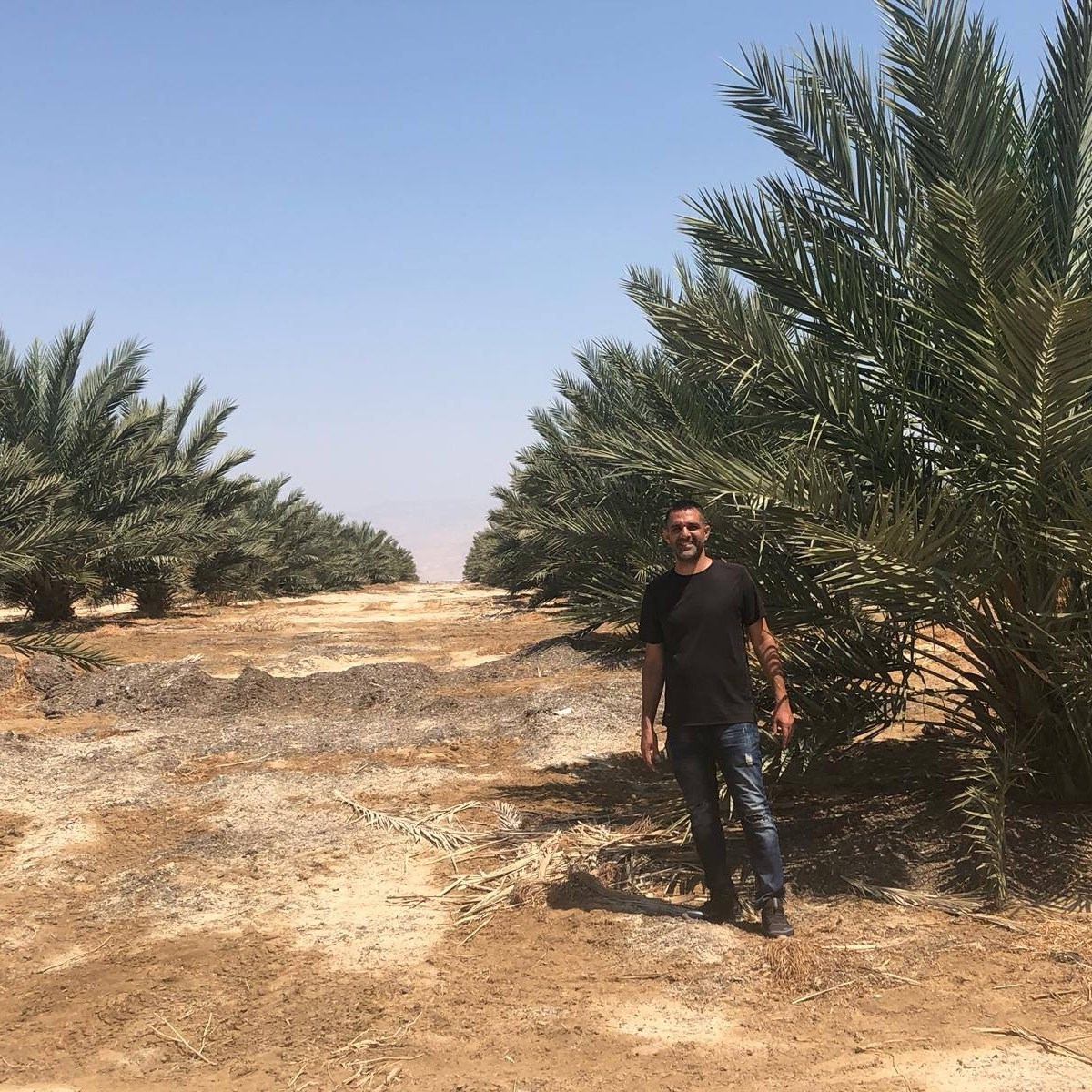 למכירה תמרים בסיטונאות וליחידים