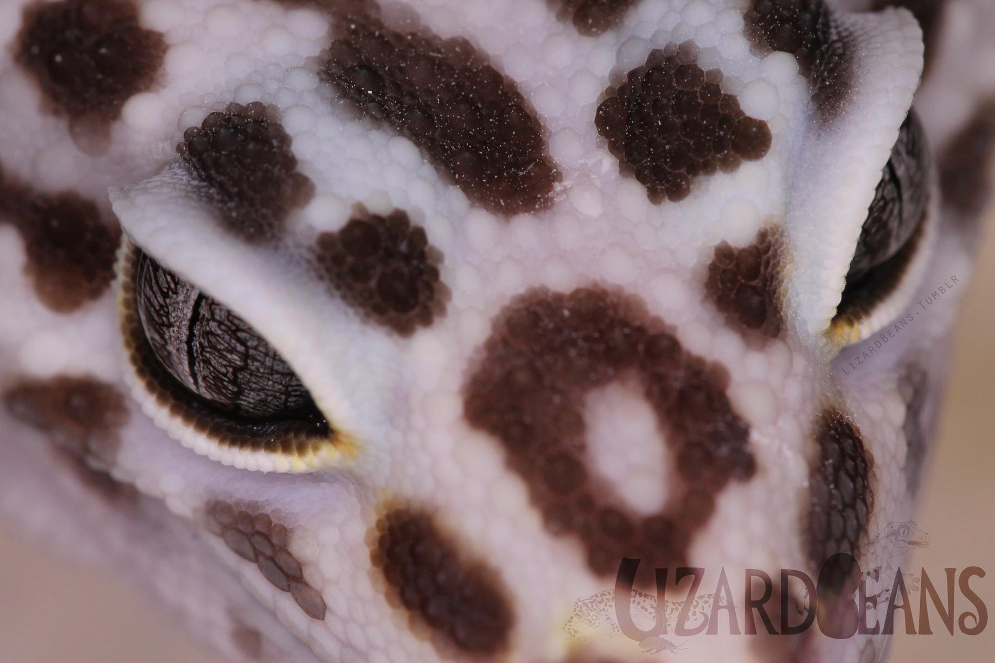 Lizard Beans | Medford OR