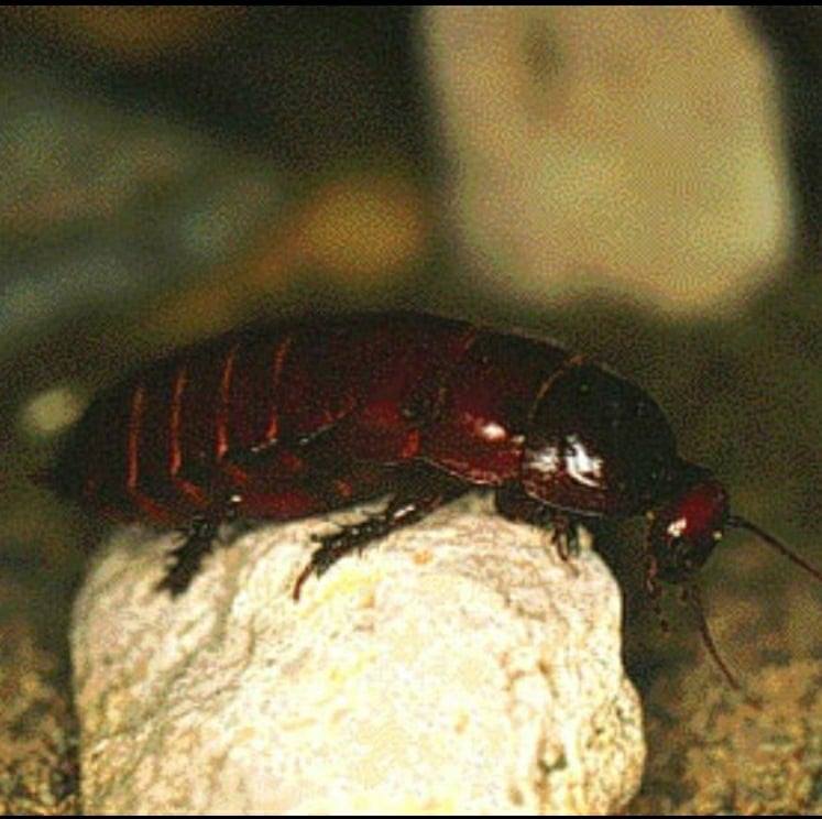 Entomology