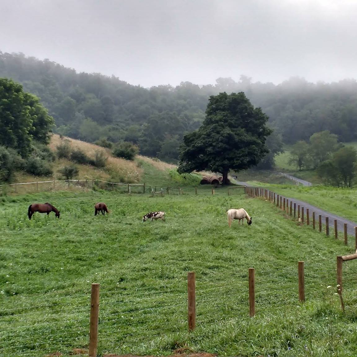 C B Ranch | Lewisburg WV