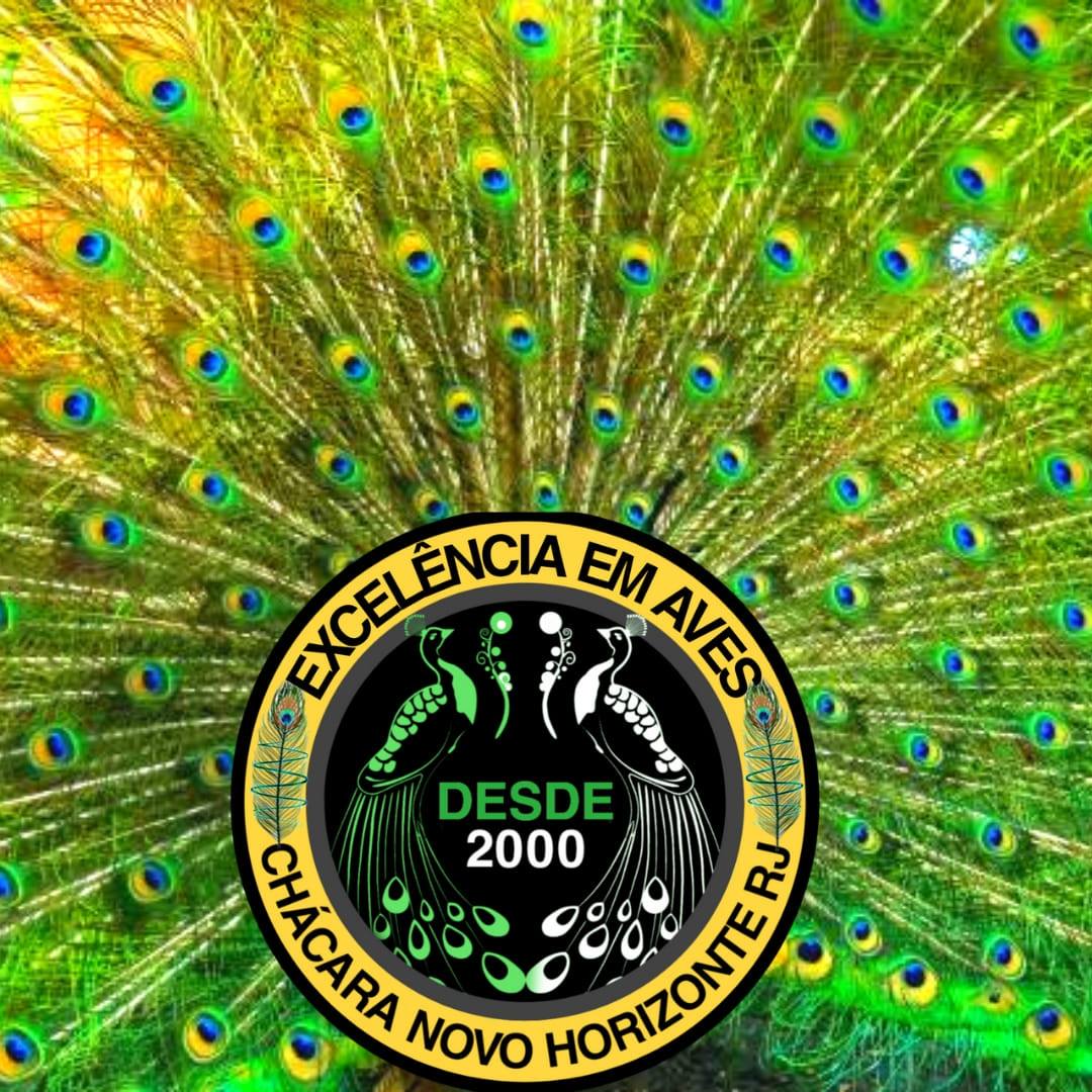 Chácara Novo Horizonte Aves Ornamentais - Marrecos Carolinas e Mandarim ...