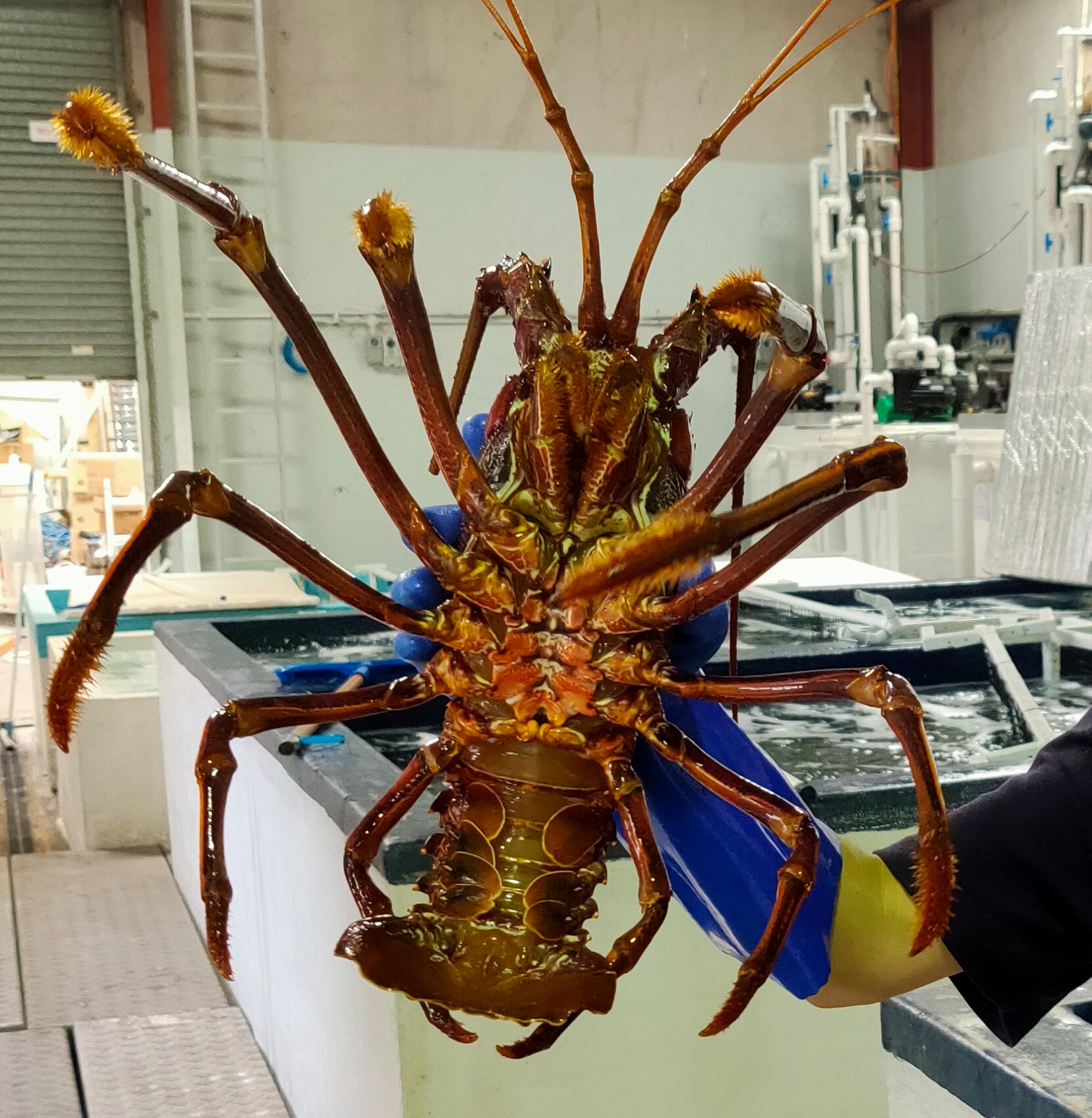 Factory Direct Crayfish WA