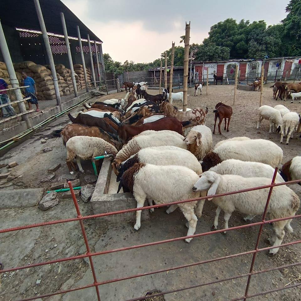T Islam Dairy & Goat Farm | Nawabganj
