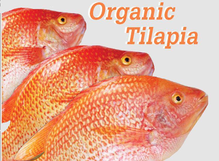 Organic Fu Gui Fish 富贵鱼 | Petaling Jaya