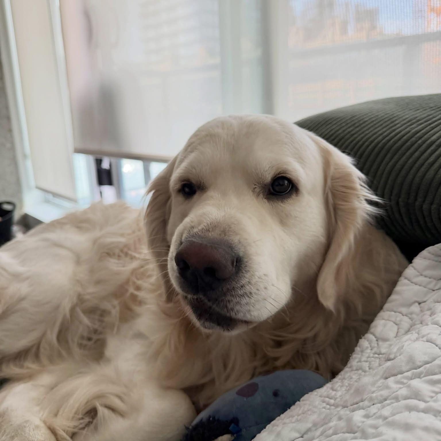 Pretty sure. Its the other one… 🙂‍↔️ | Theo the White Retriever