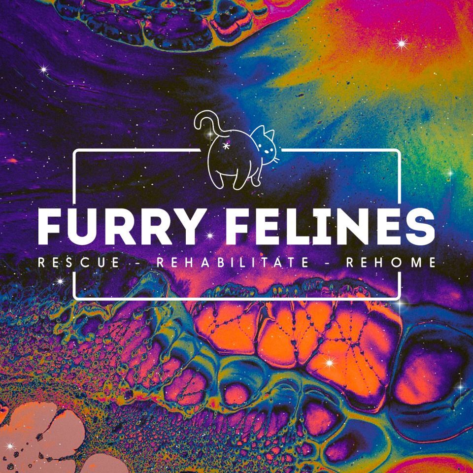 Furry Felines, Inc. | Jeannette PA