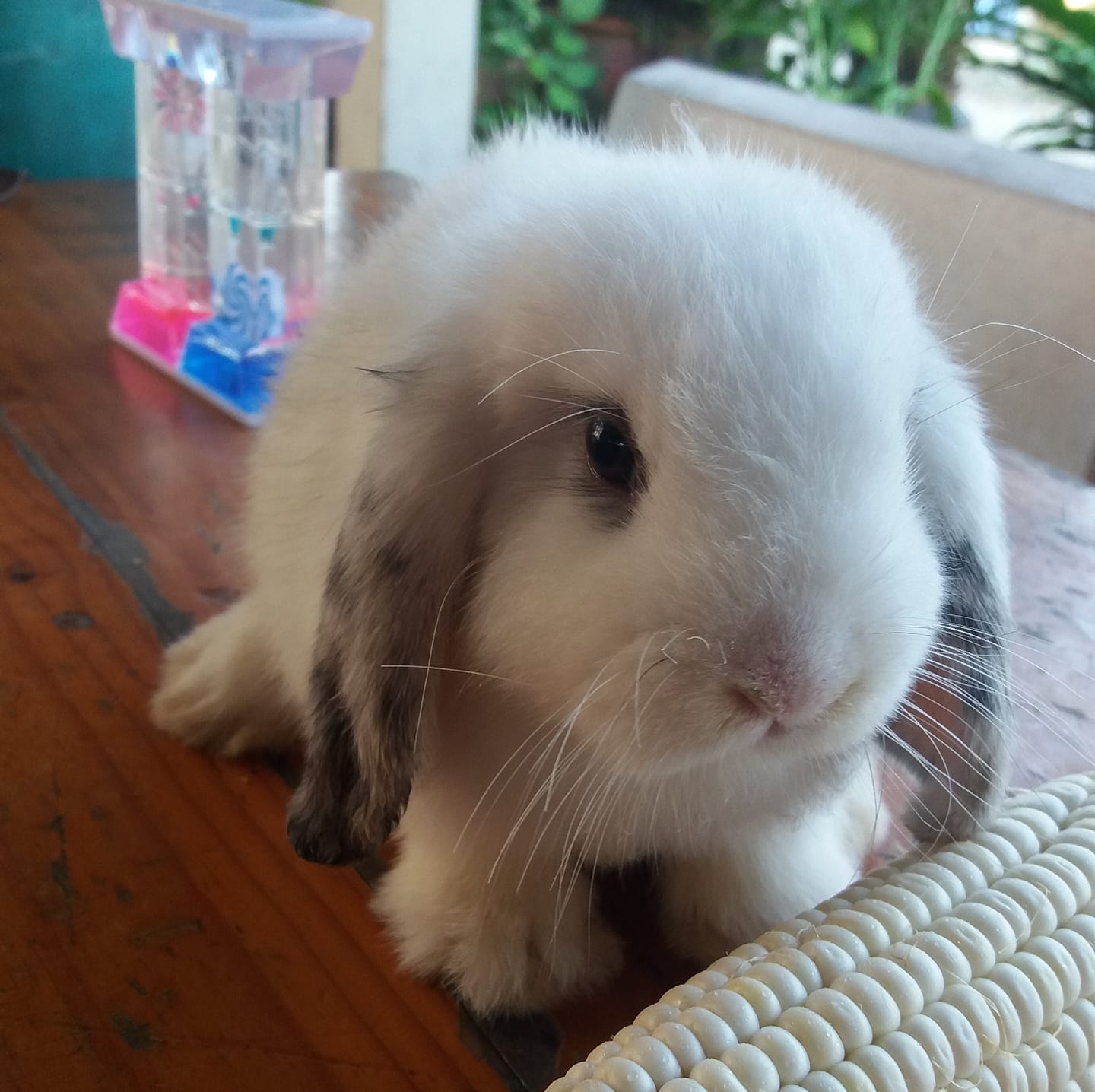 เมย์ rabbits