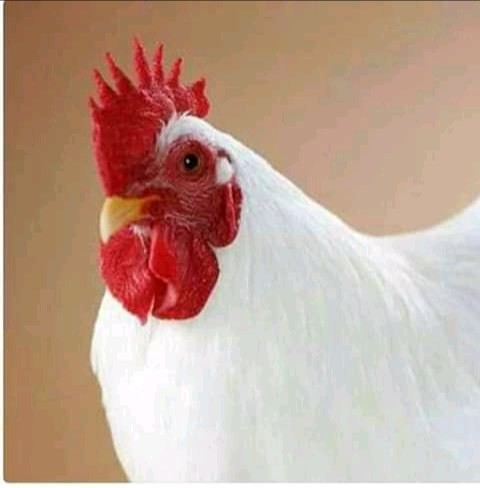 Rasheed Poultry FARM
