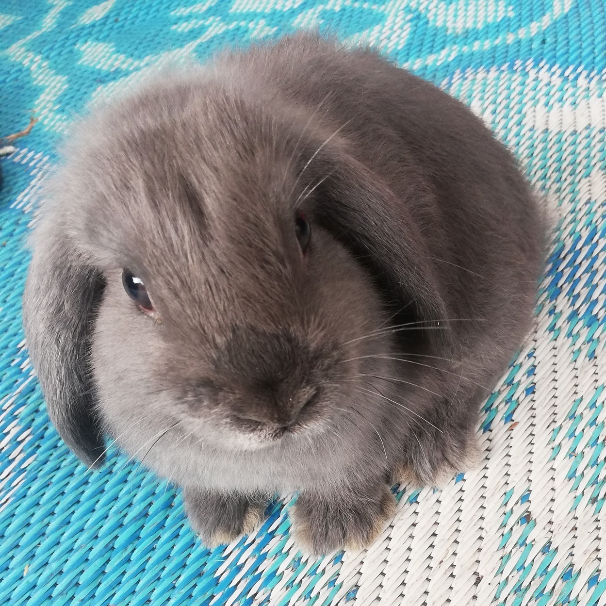 My rabbit's favorite food is grass and green leaves | Facebook
