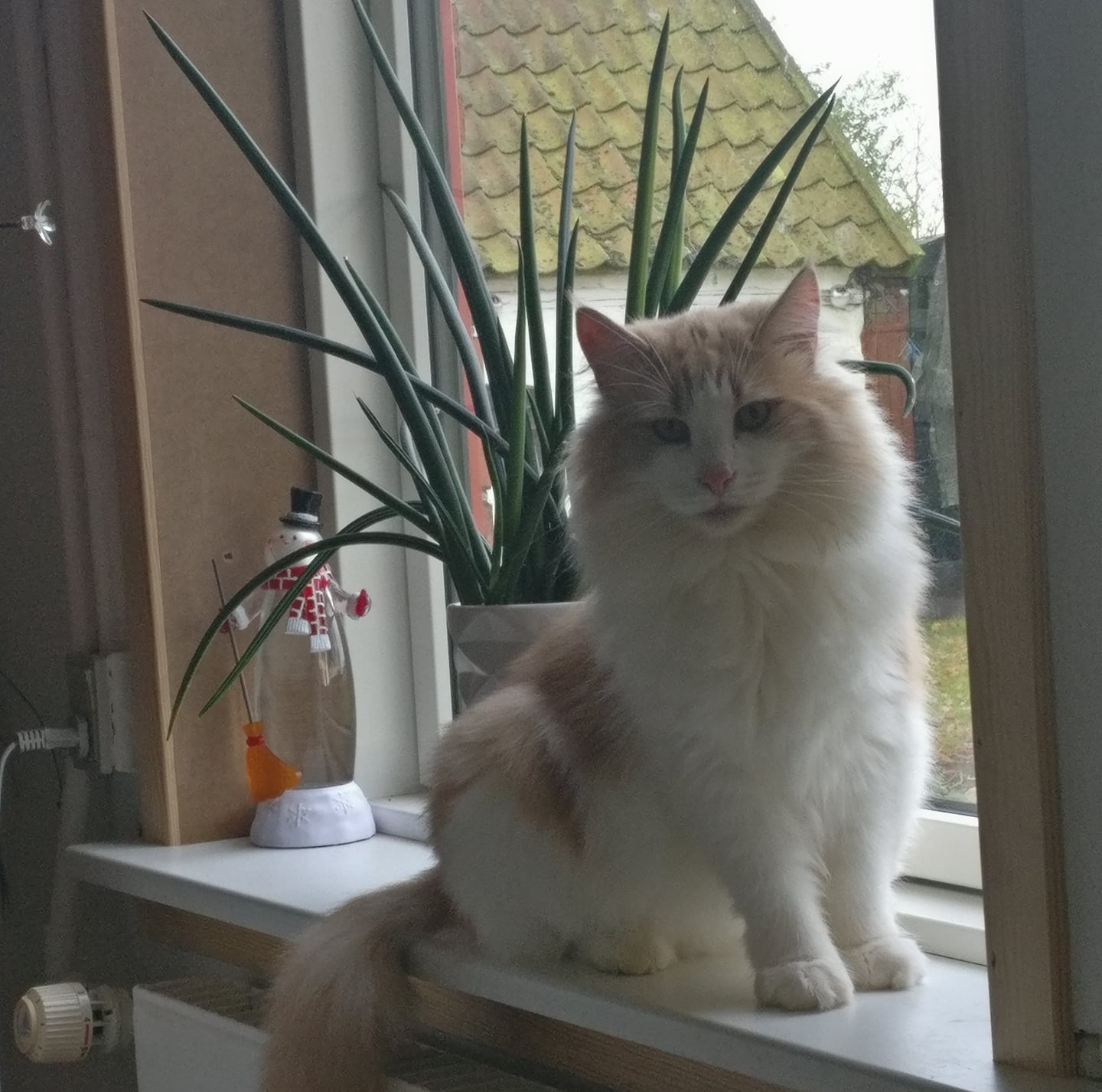 De Røde Katte