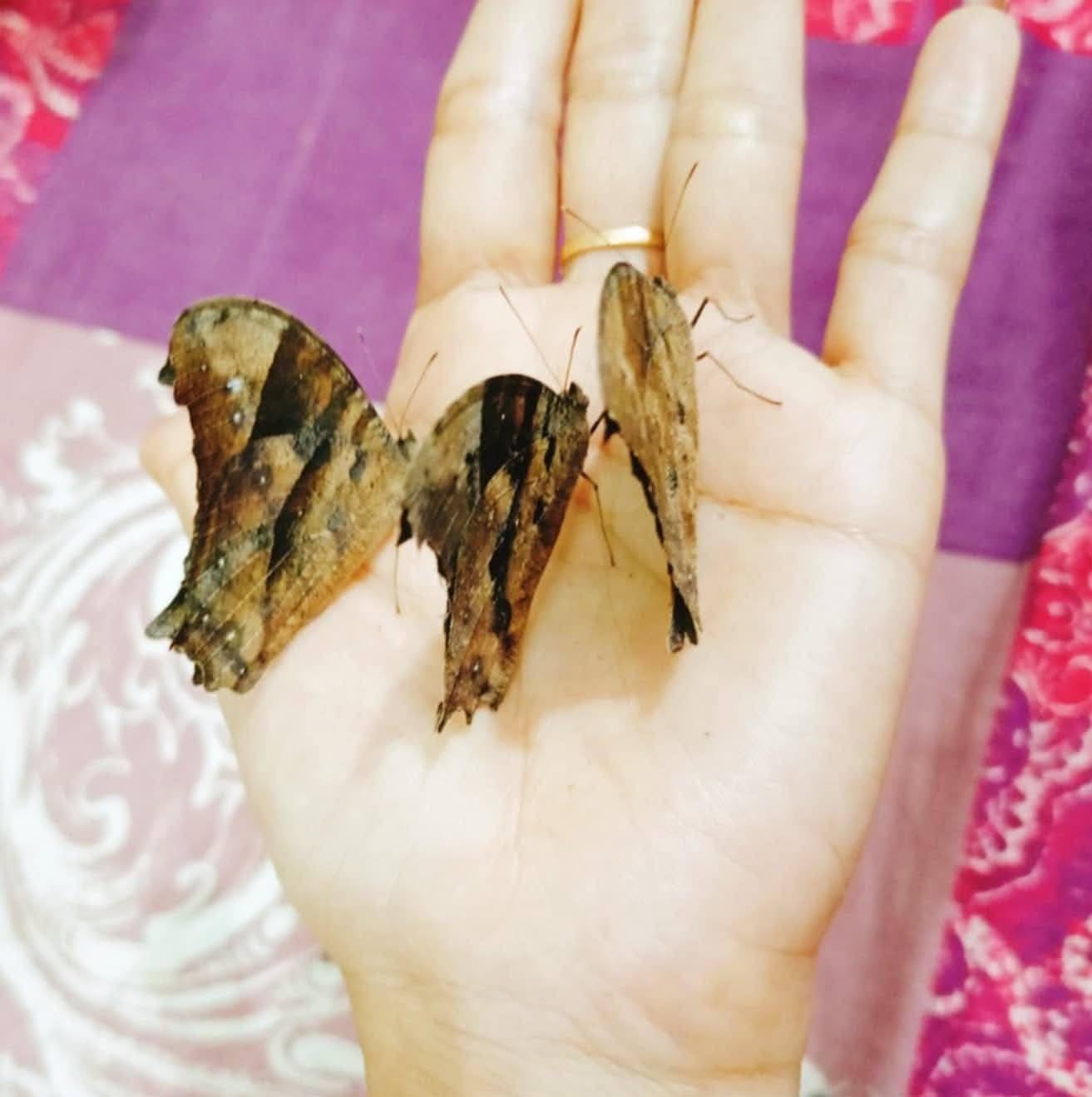 Parimol Biswas Paritos