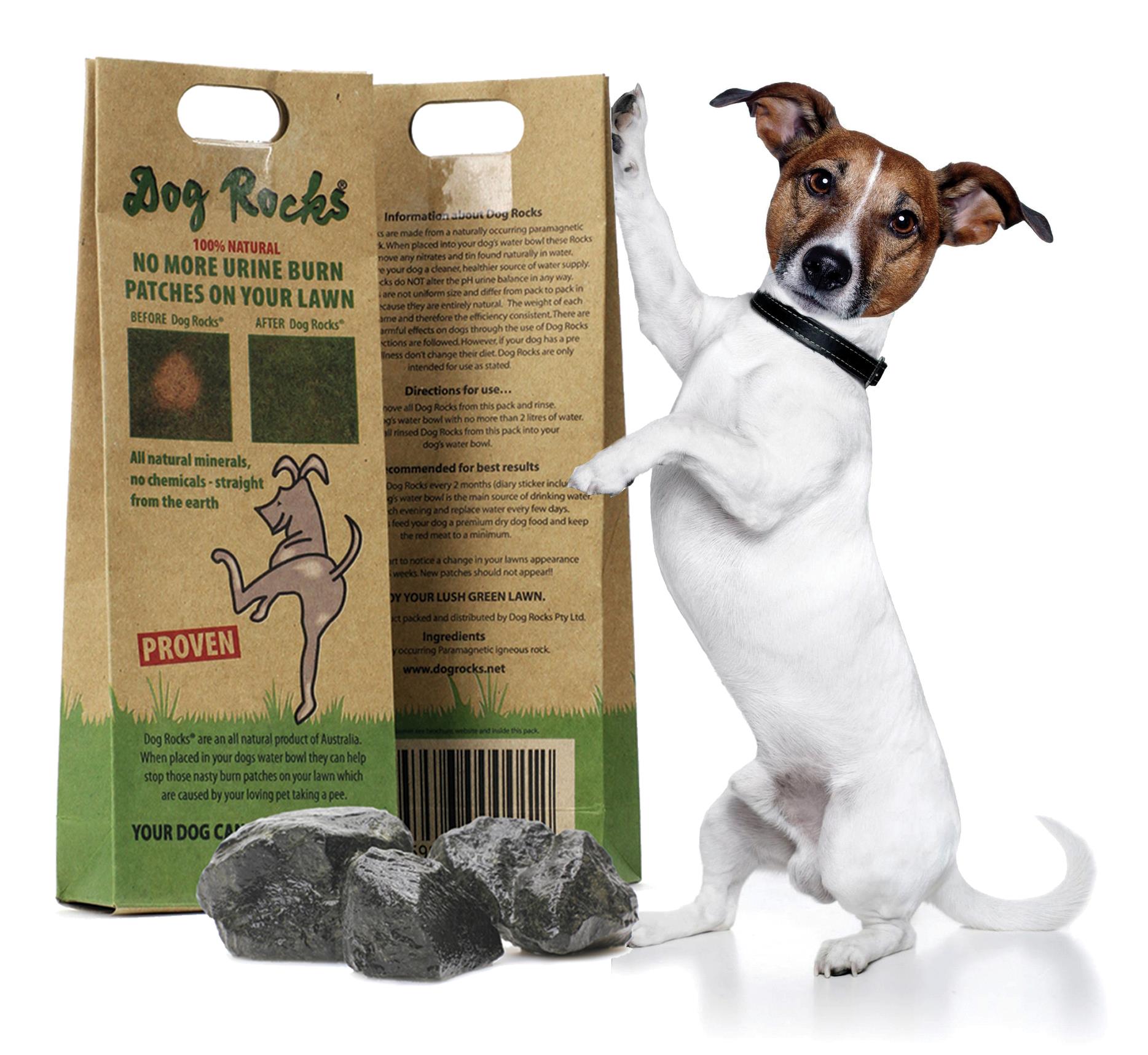 Dog Rocks Polska