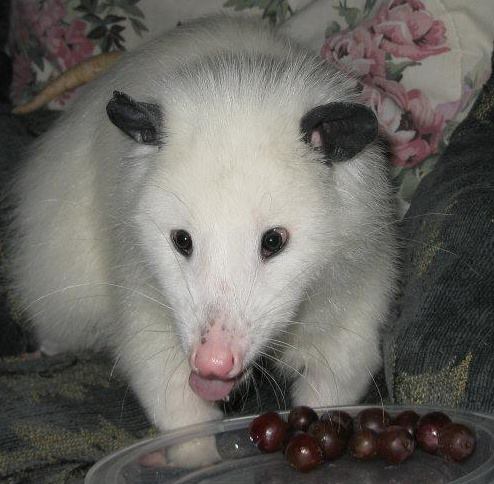 Pinky Possum’s Legacy - The baby possums wanted to peek out of their ...