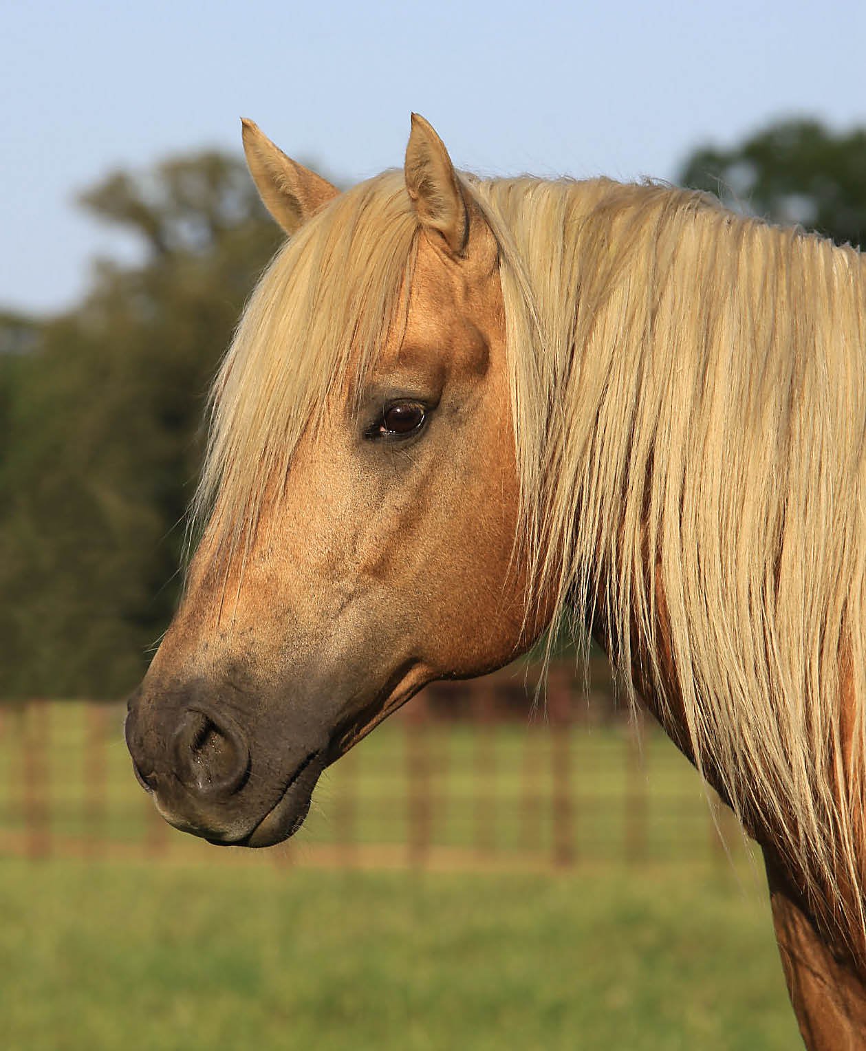 4R Ranch Quarter Horses