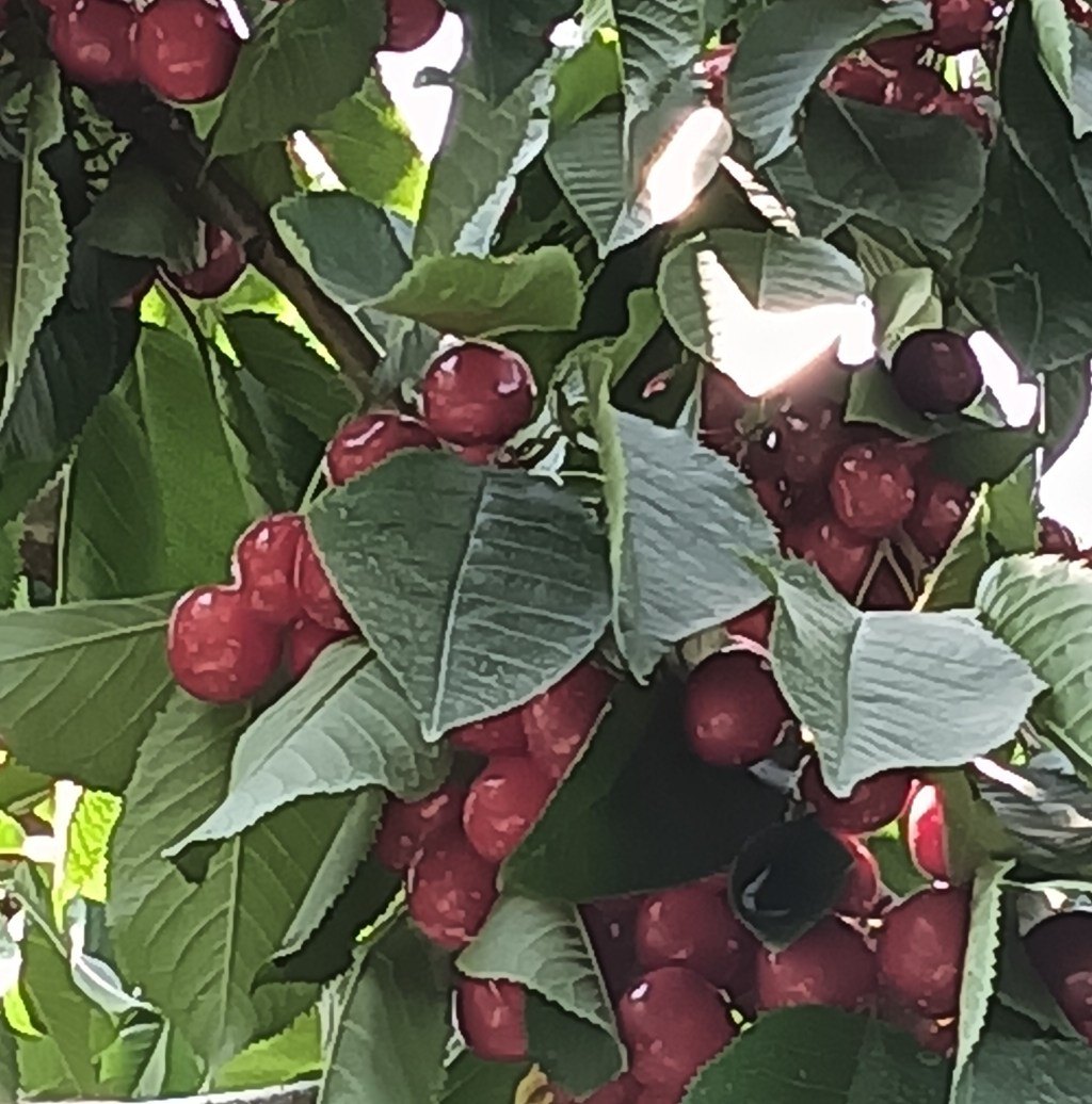 Horticulture valley