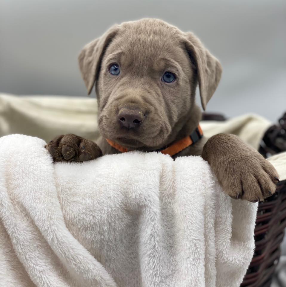 Rustic Roots Labradors