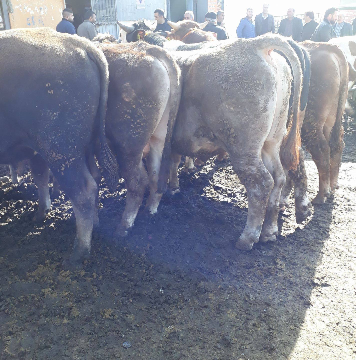 SUAT Ekremoğlu | Kars