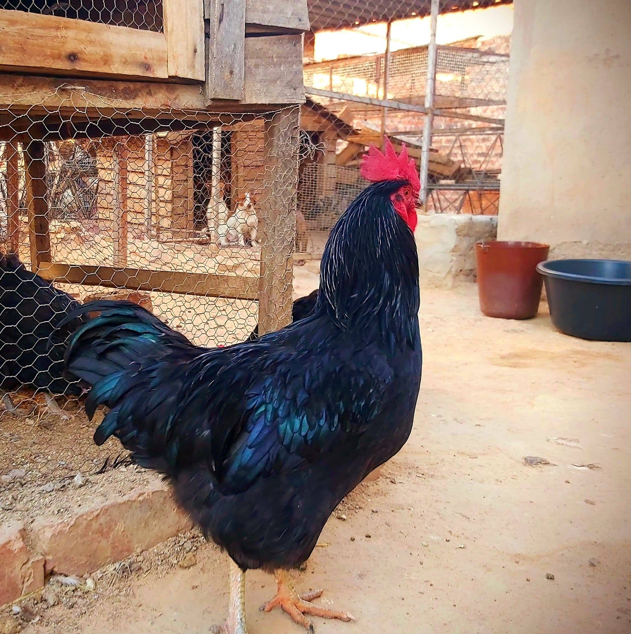Nitro Chickens | Harare