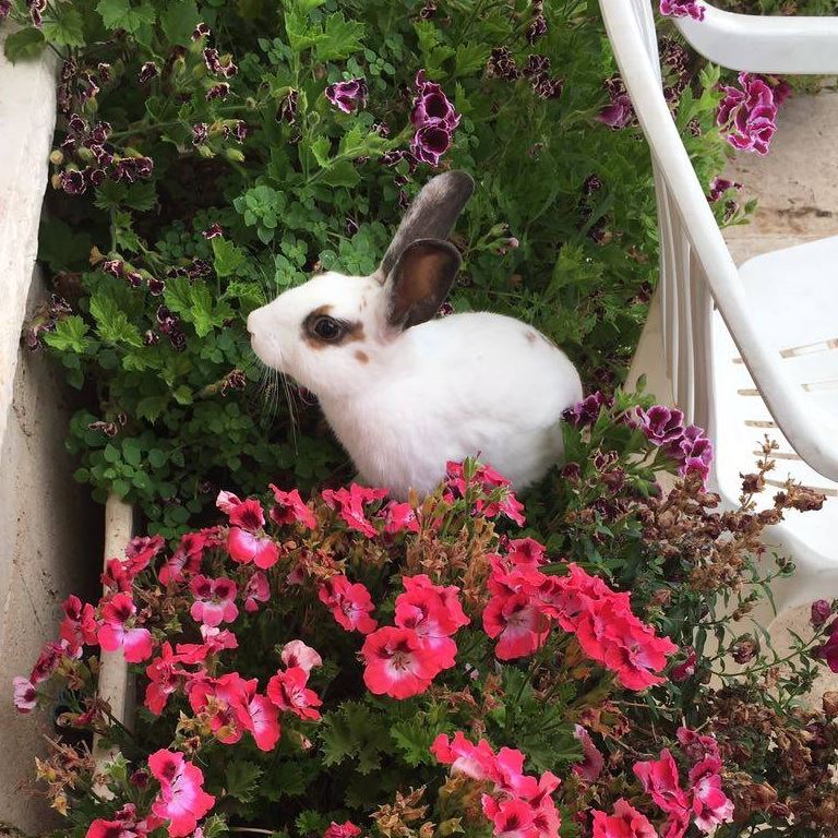 Elizabeth the rabbit