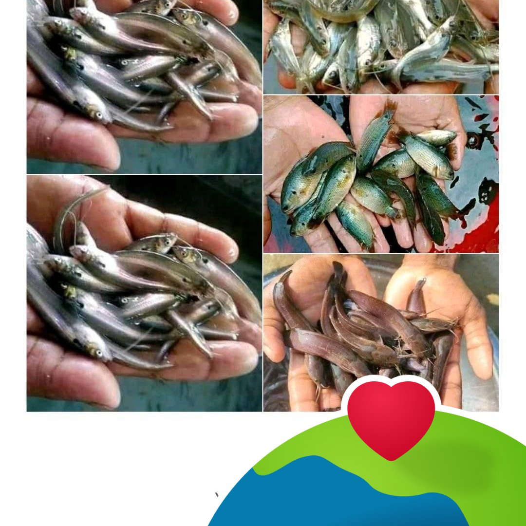 BD Fish marketing | Biara