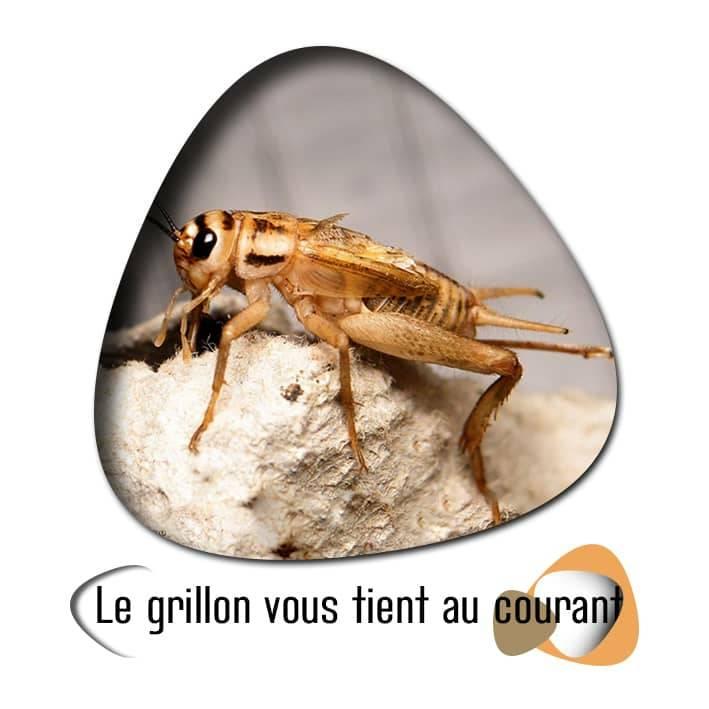 Le Grillon vous tient au courant.