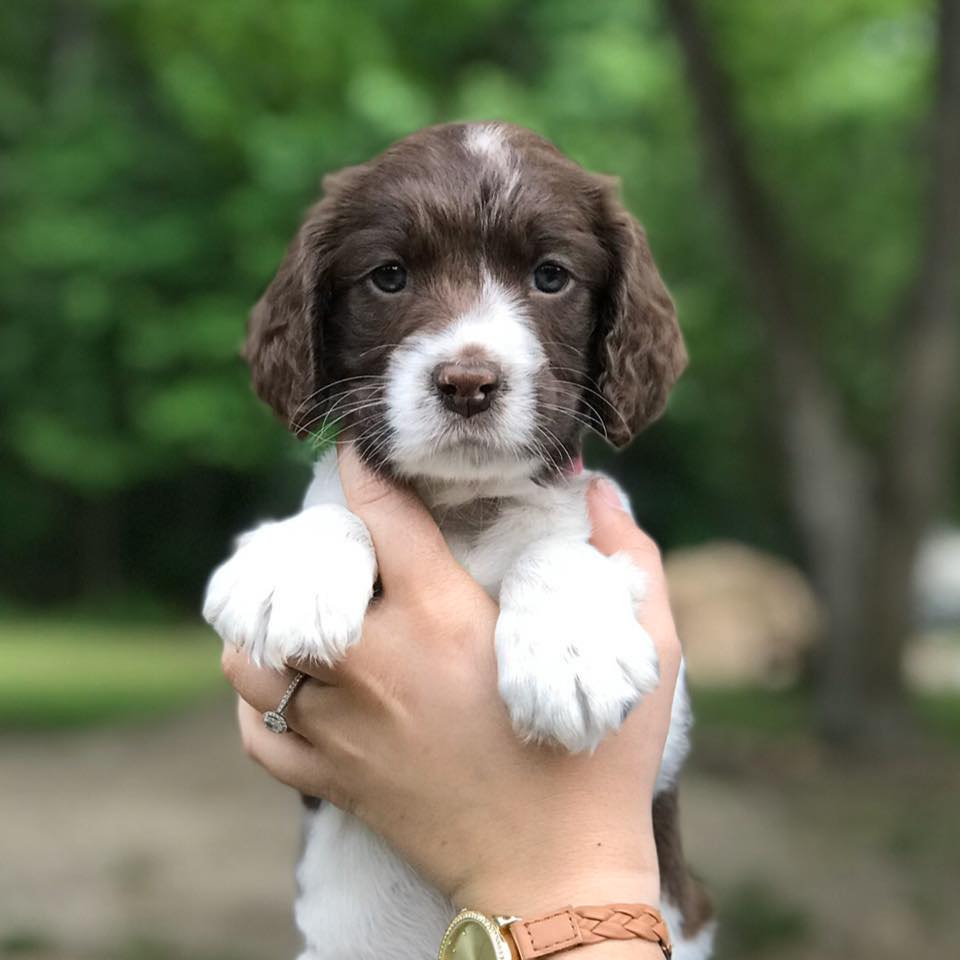 Bailey’s English Springer Spaniels | Johns Island SC