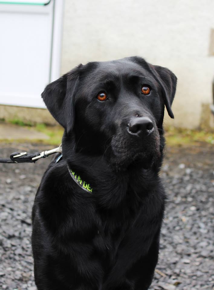 Labrador
