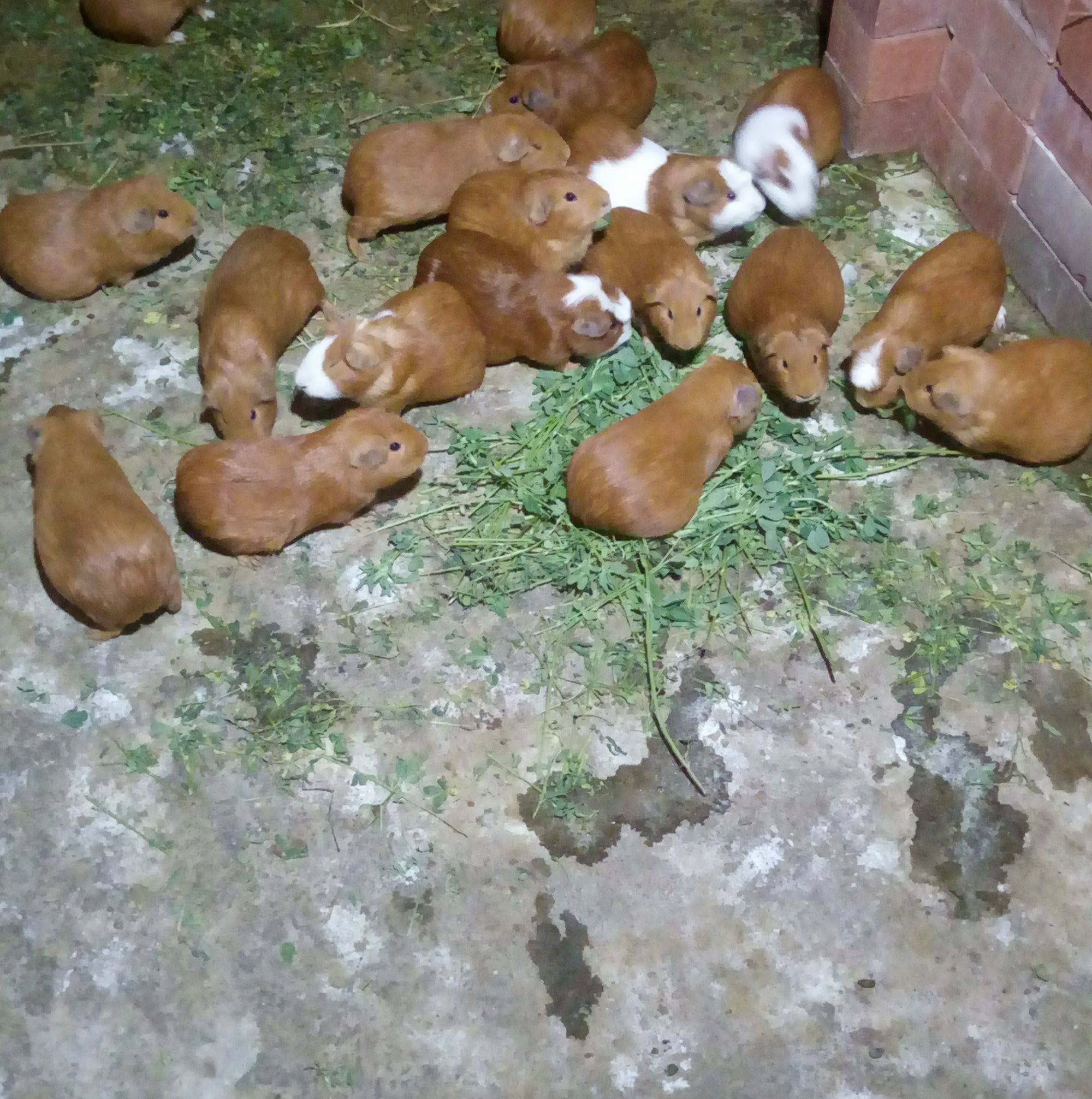 Venta de cuyes-santa anita | Lima