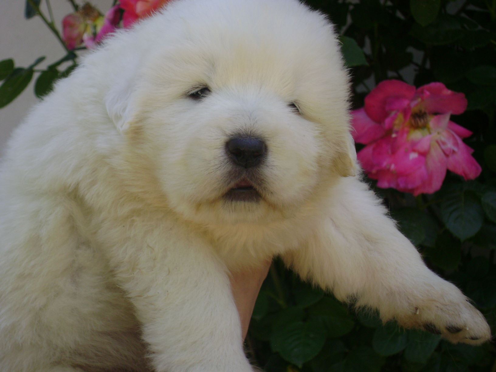 CANE da Pastore Maremmano Abruzzese kennel