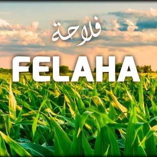 Felaha فلاحة