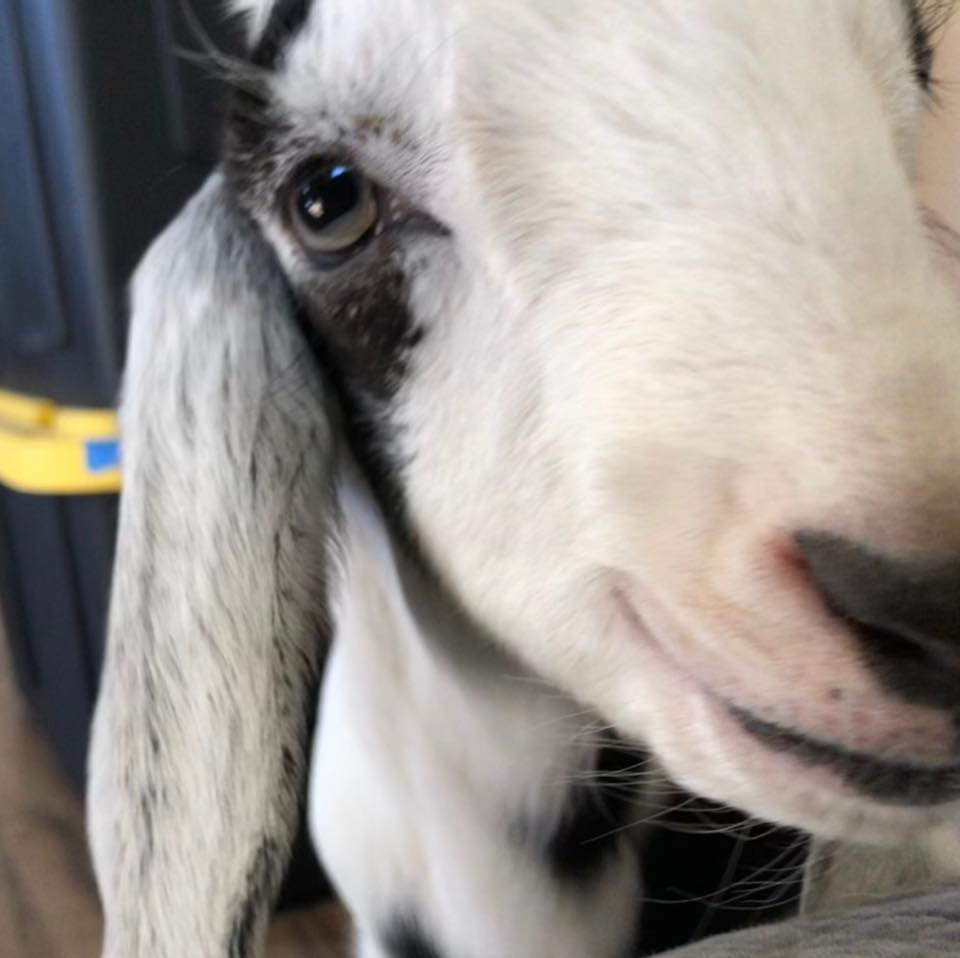 Big news from Little... - Little Bitty Animal Sanctuary | Facebook