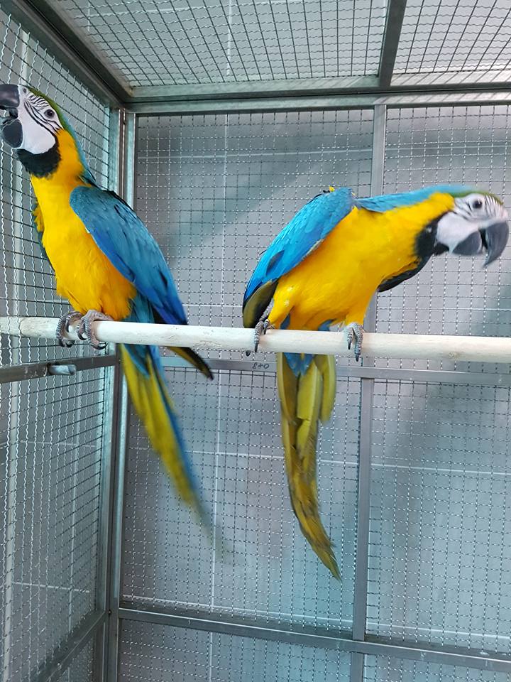 Photo inspiration: Fresh Look at Blue Ang Gold Macaw And Africa Grey Birds