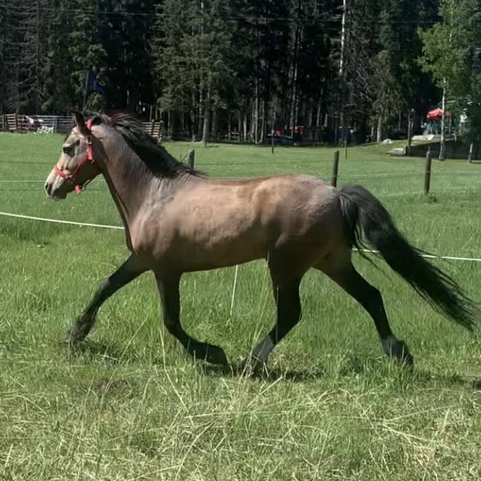 Polcrest Ponies | Millarville AB