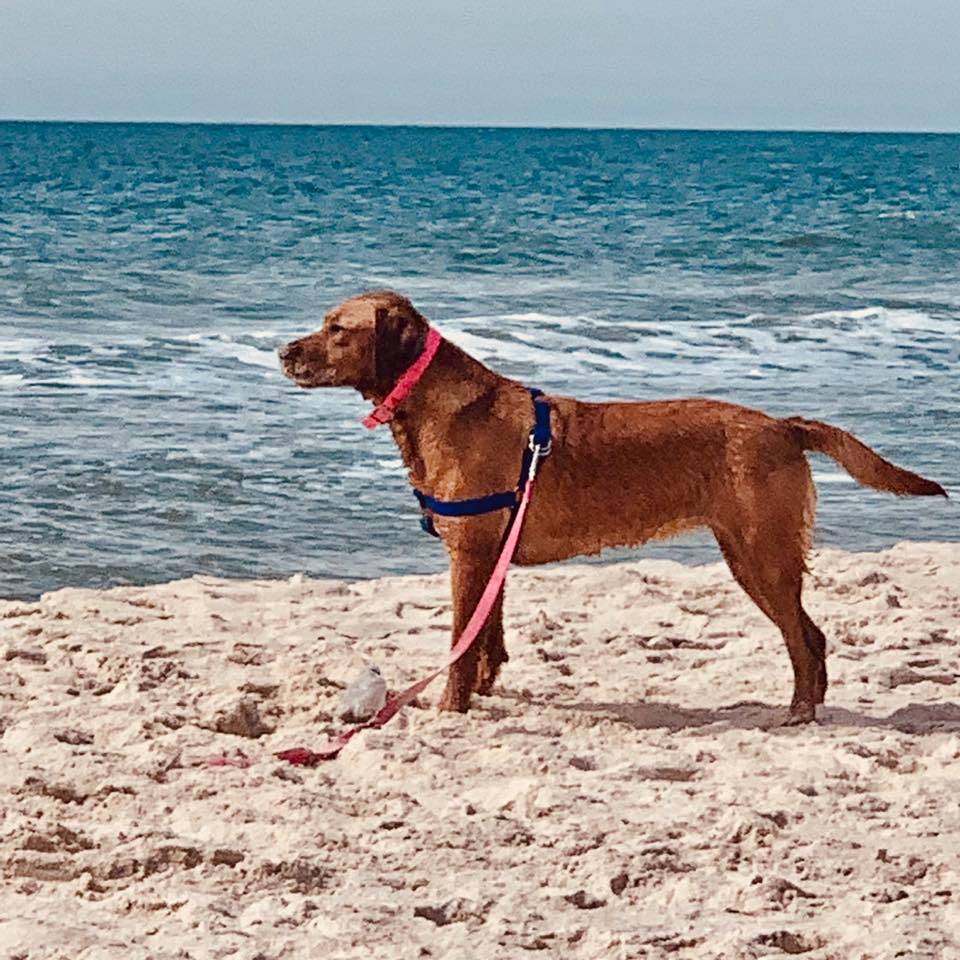 Bluff Springs Labradors | Sallis MS