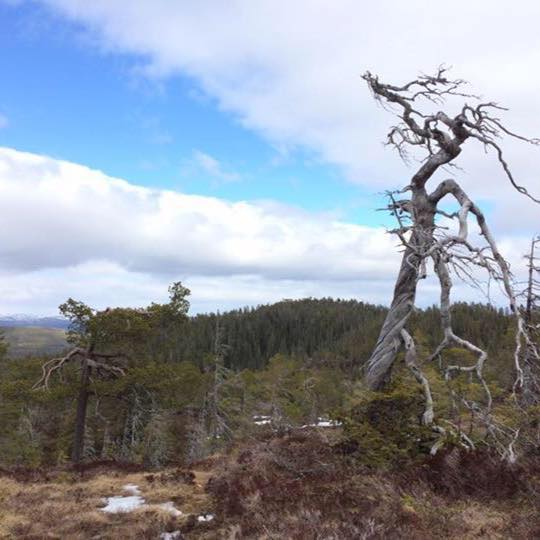 Leksvik Bygdealmenning