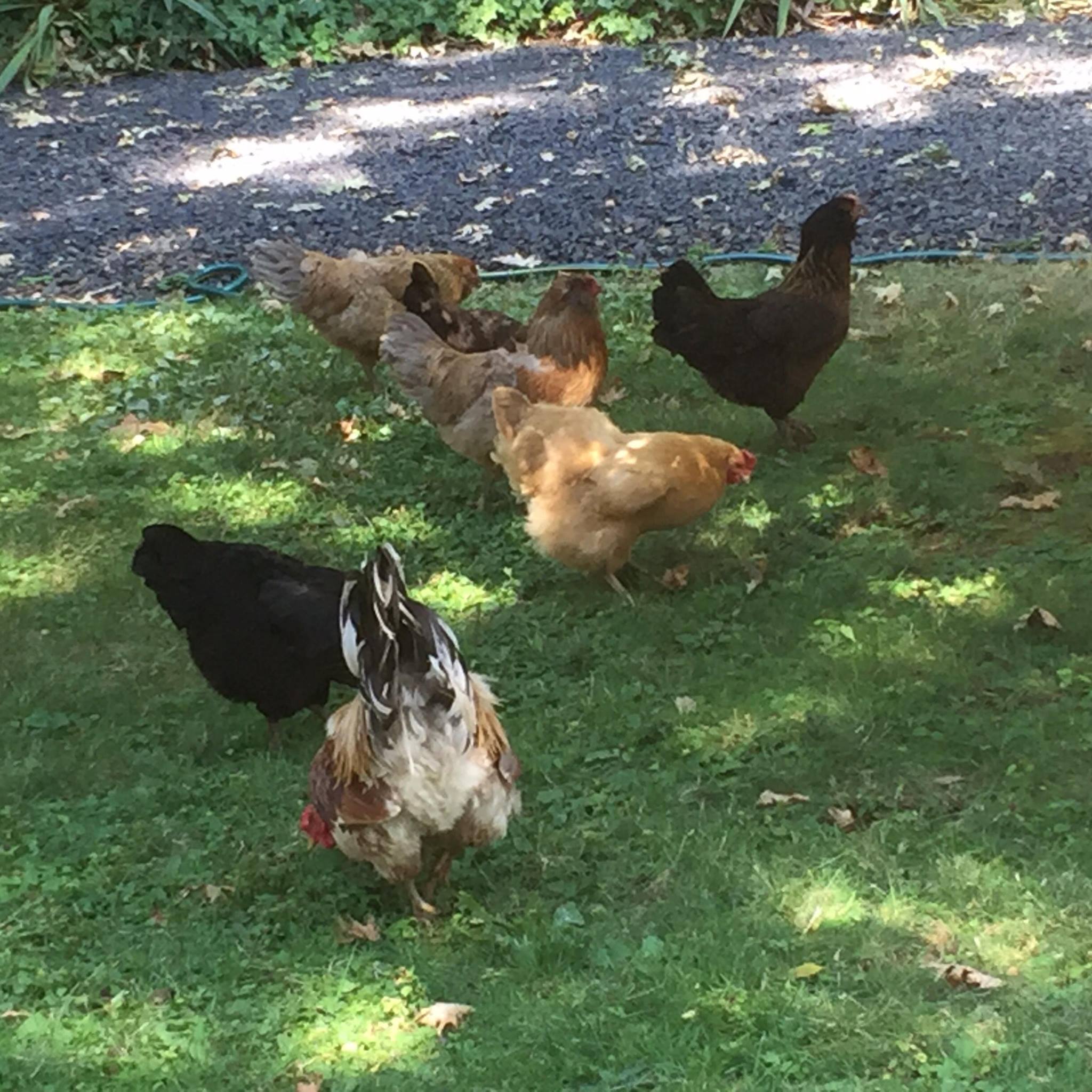 Marema's Hens - This is Marema. When I evacuated, I threw... | Facebook