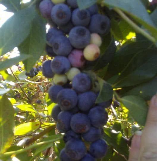 Blueberry Ridge Farm | Hohenwald TN