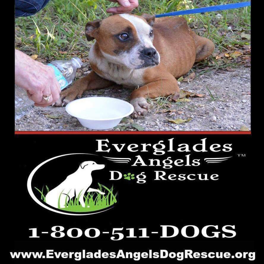 Everglades Angels Dog Rescue - Were you rescued by your dog? Today is ...