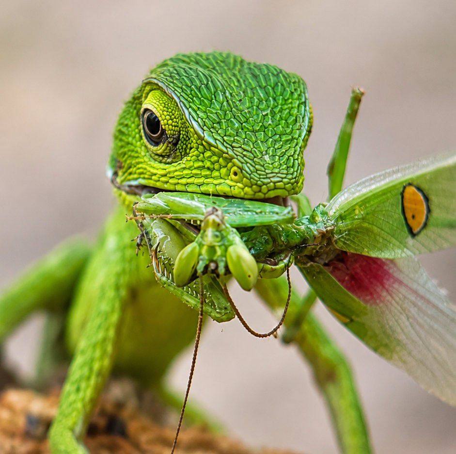 Mantis Vs Snake who will wins Wait for the End 😳 if you want to get ...