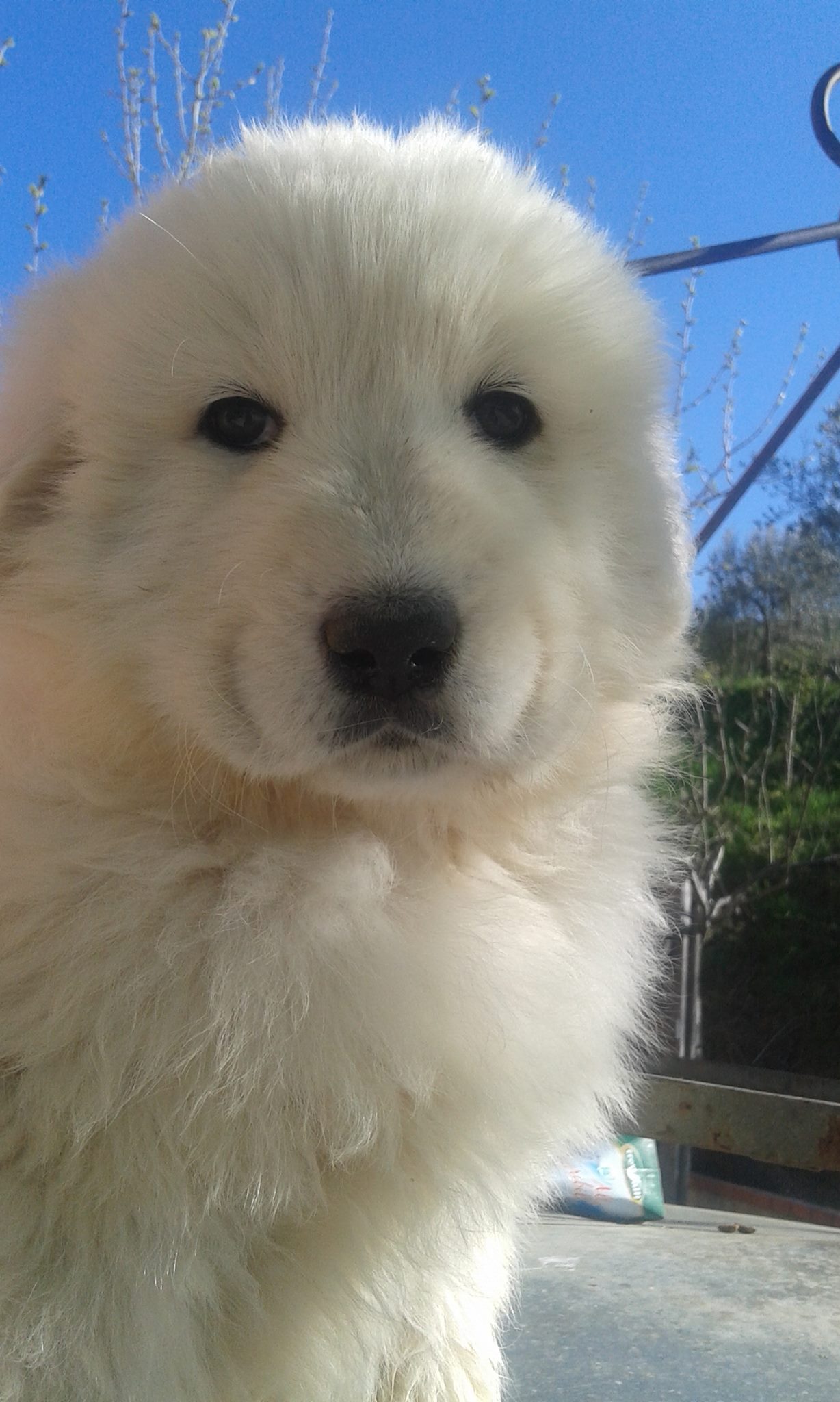 Cane da Pastore Maremmano Abruzzese Maremmasheepdog