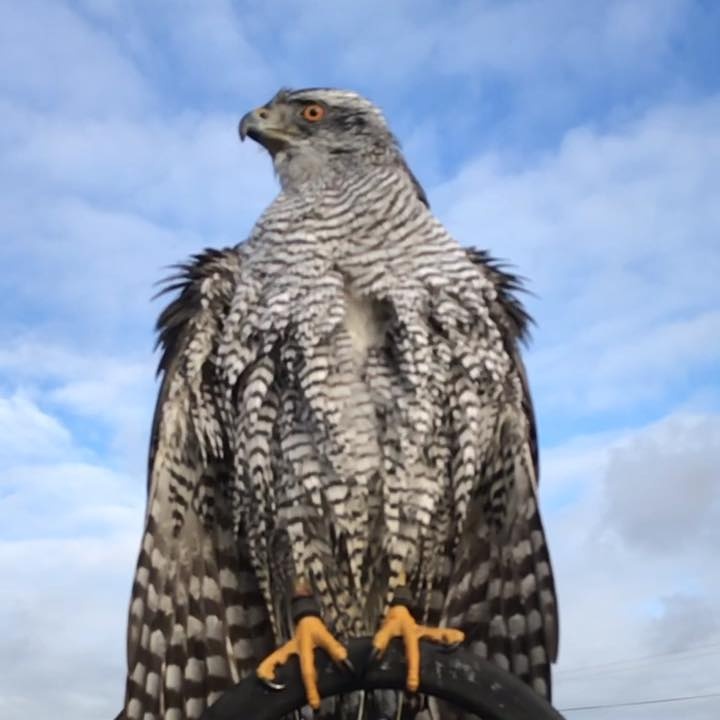 The Irish Raptor Trust