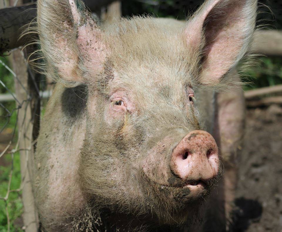 Lucky the Hopefield Pig