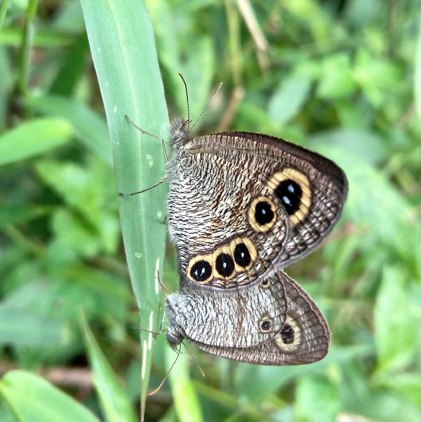 Nature ClickZz