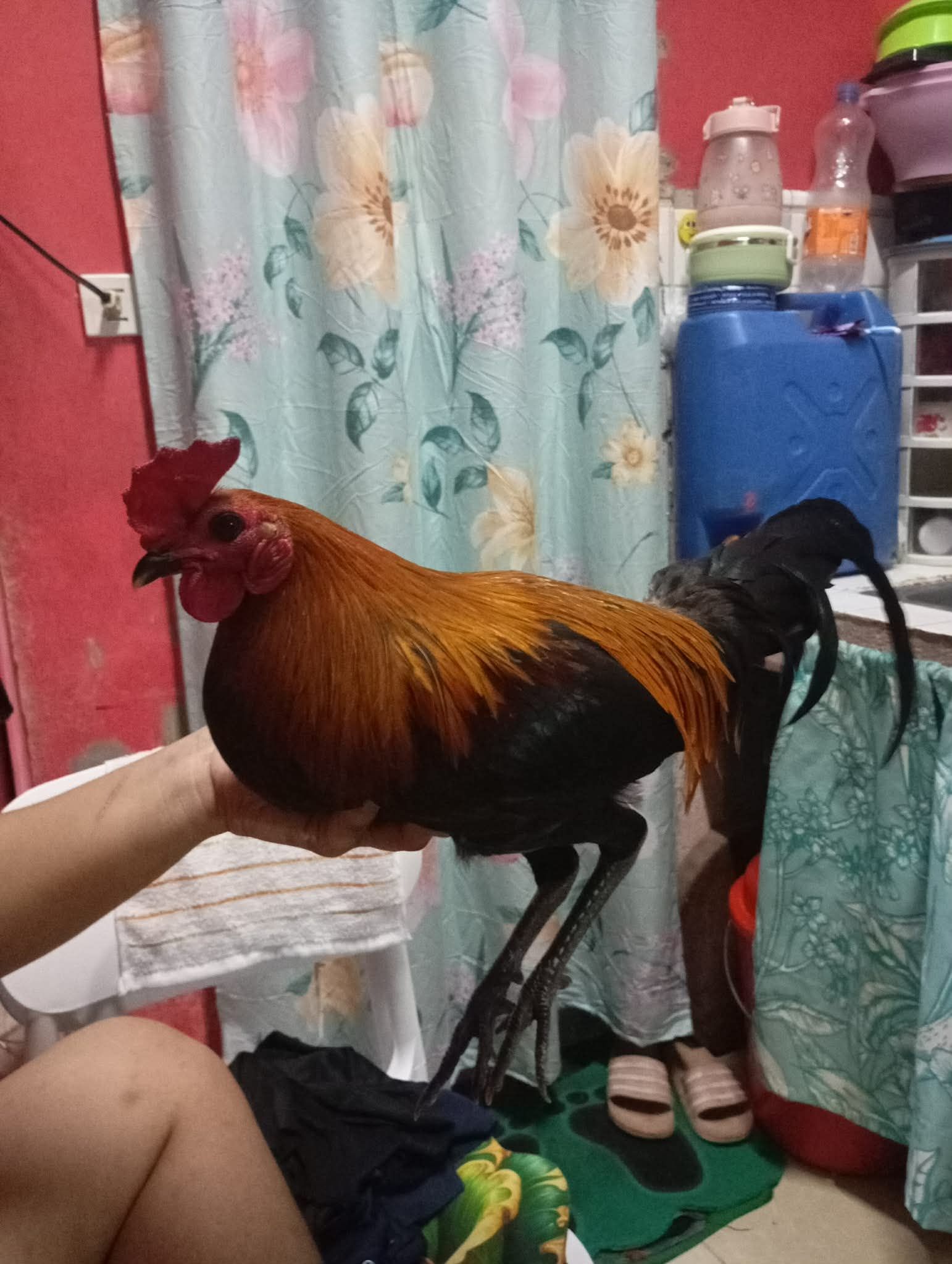Manok na Red | Caloocan