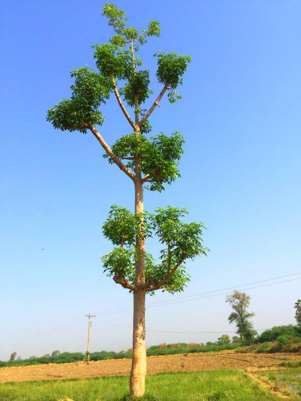 Village Yousif Rajper